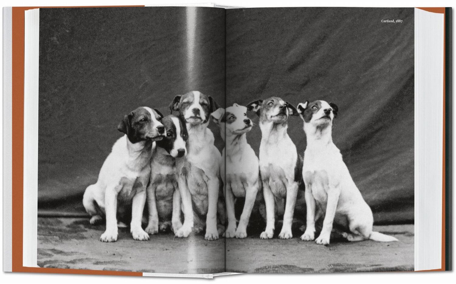 Bild: 9783836567473 | The Dog in Photography 1839-Today | Raymond Merritt | Buch | Hardcover
