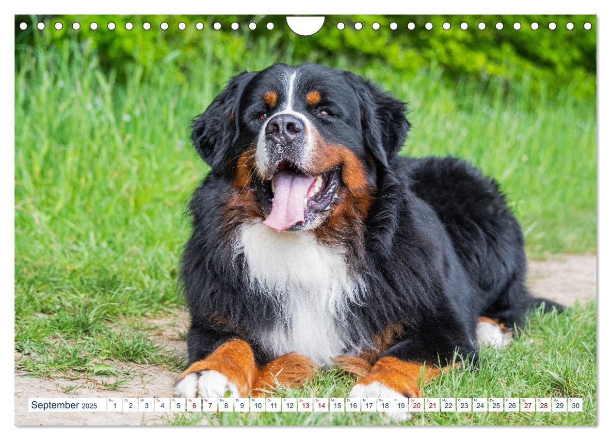 Bild: 9783435050321 | Berner Sennenhund - Ein Traum auf vier Pfoten (Wandkalender 2025...