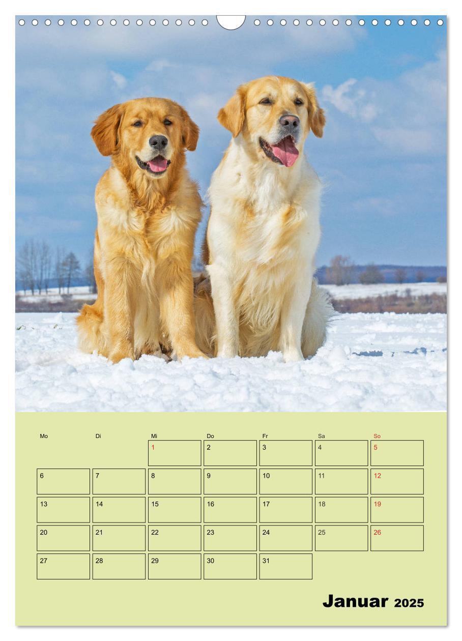 Bild: 9783435960002 | Jahresplaner Golden Retriever (Wandkalender 2025 DIN A3 hoch),...