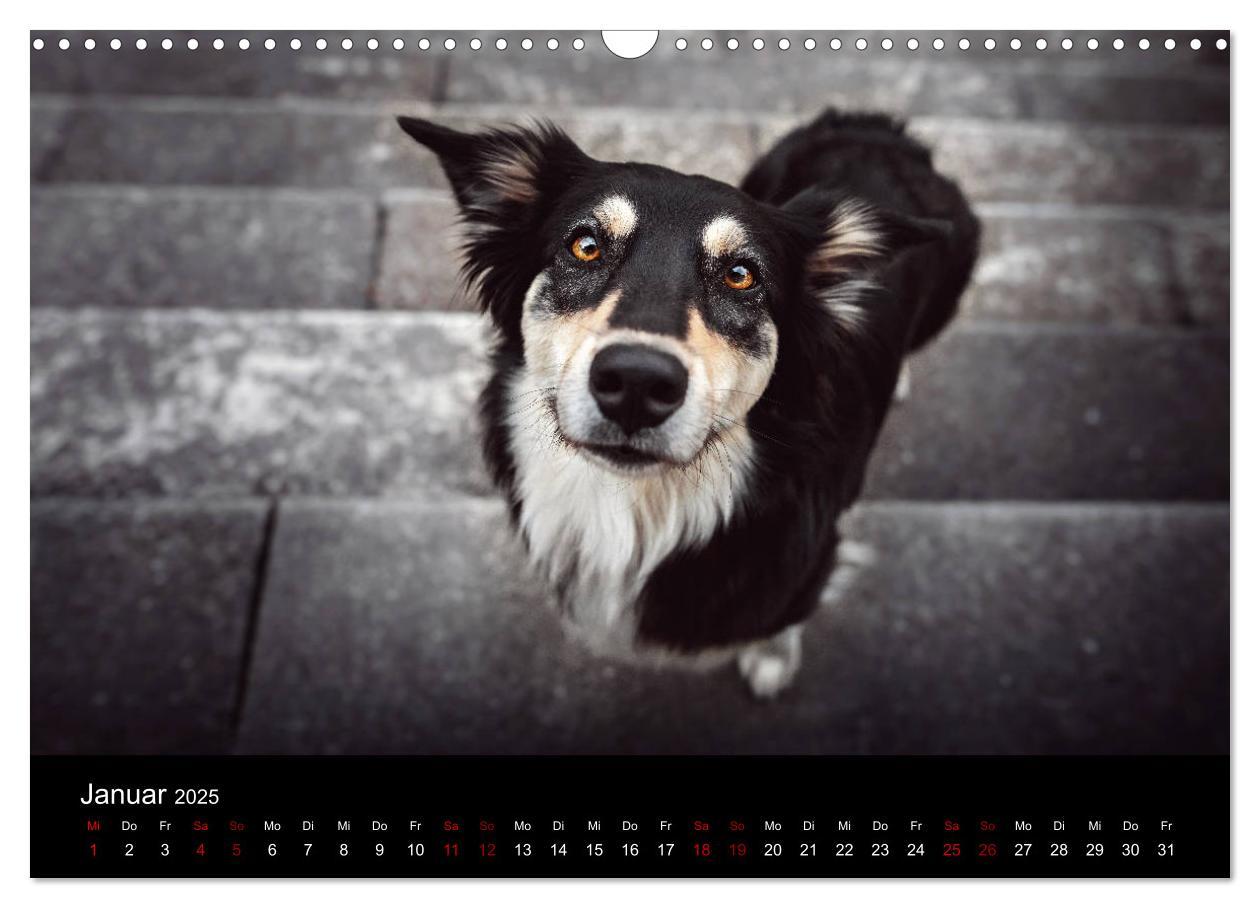 Bild: 9783435233151 | Australian Shepherd - Vielfalt in einer Rasse (Wandkalender 2025...