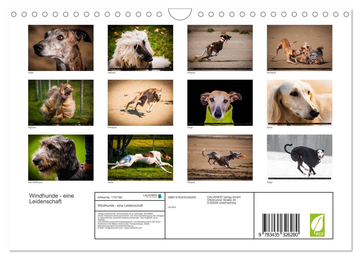 Bild: 9783435326280 | Windhunde - eine Leidenschaft (Wandkalender 2025 DIN A4 quer),...