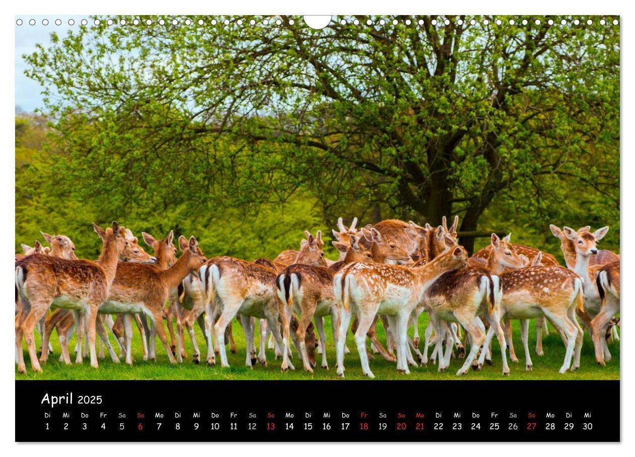 Bild: 9783435608928 | Rehe und Hirsche in freier Natur (Wandkalender 2025 DIN A3 quer),...