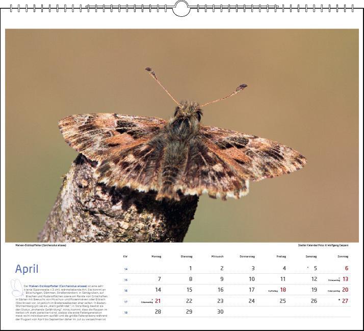 Bild: 9783861924272 | Lebensraum Bodensee - Schmetterlinge 2025 | Kalender | Spiralbindung