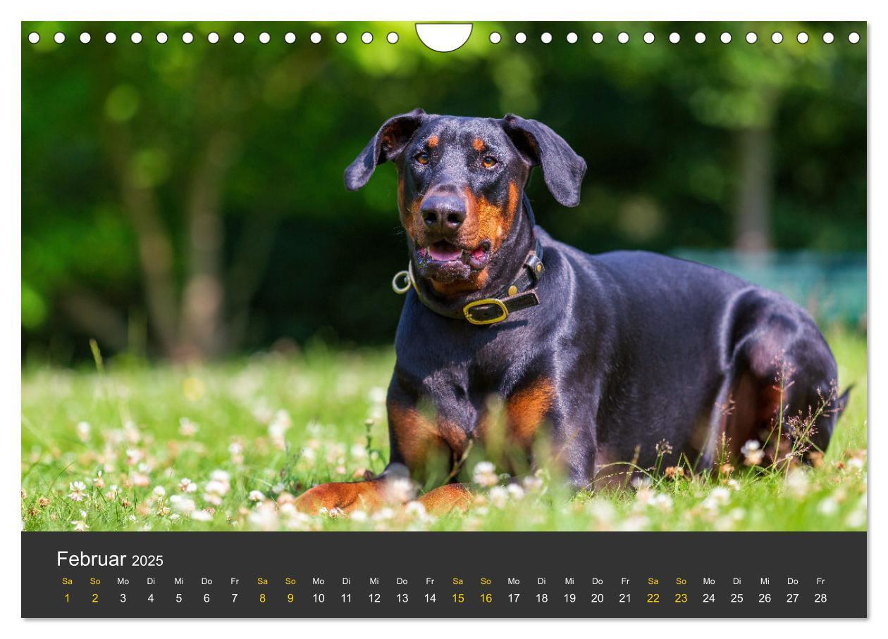 Bild: 9783435639366 | Dobermann 2025 (Wandkalender 2025 DIN A4 quer), CALVENDO...