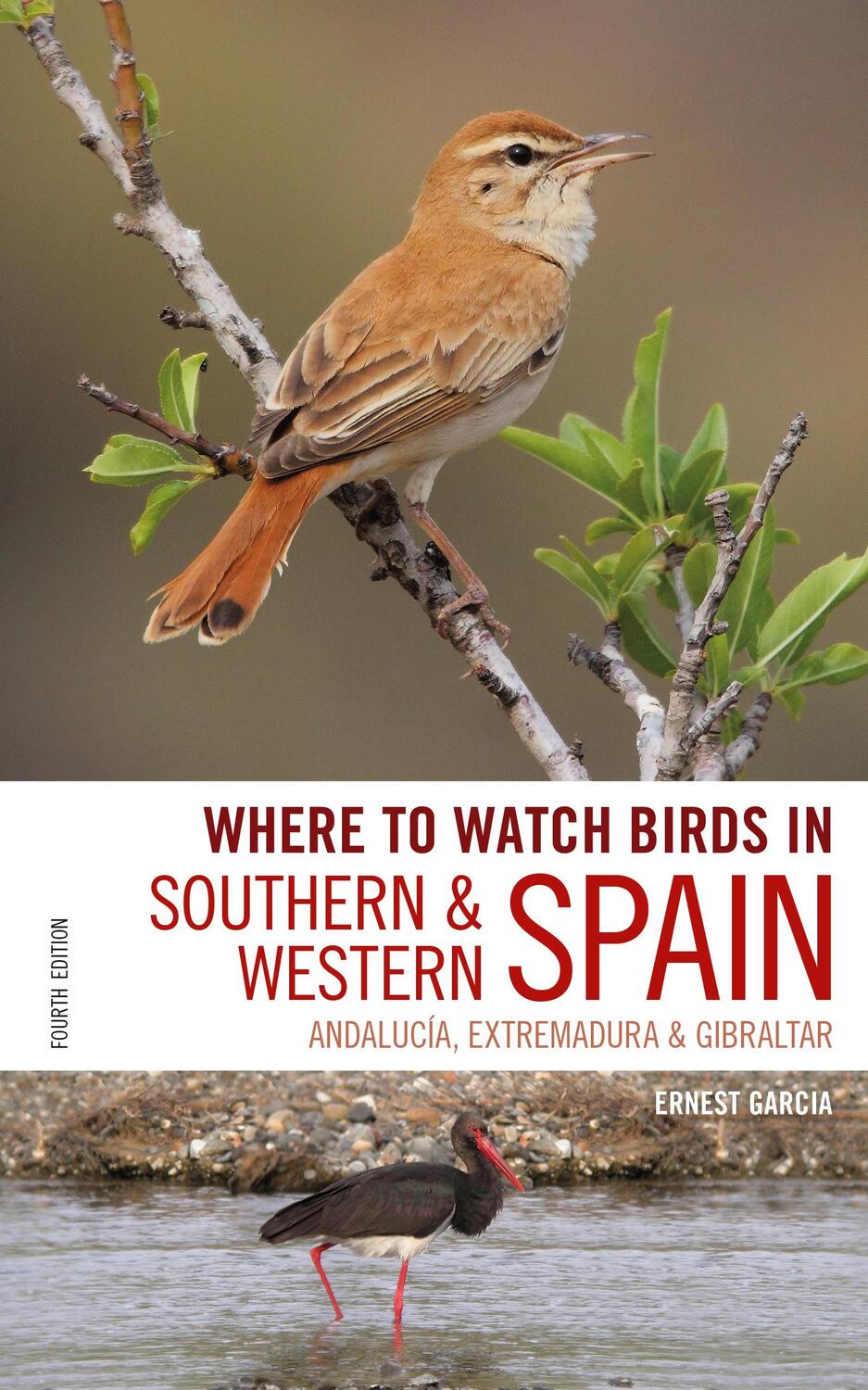 Cover: 9781472951847 | Where to Watch Birds in Southern and Western Spain | Garcia (u. a.)