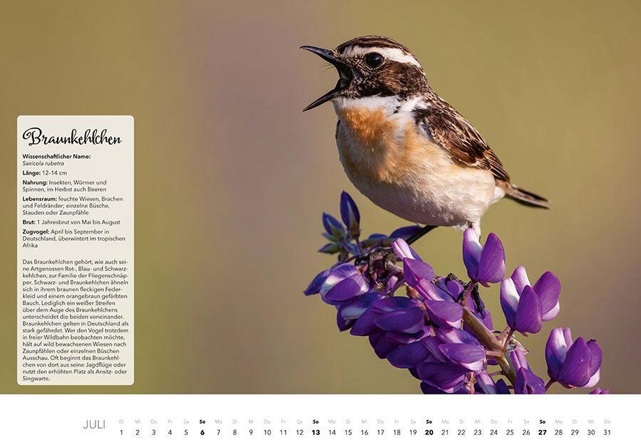 Bild: 9783966648370 | Unsere Gartenvögel Kalender 2025 | Kalender | 14 S. | Deutsch | 2025