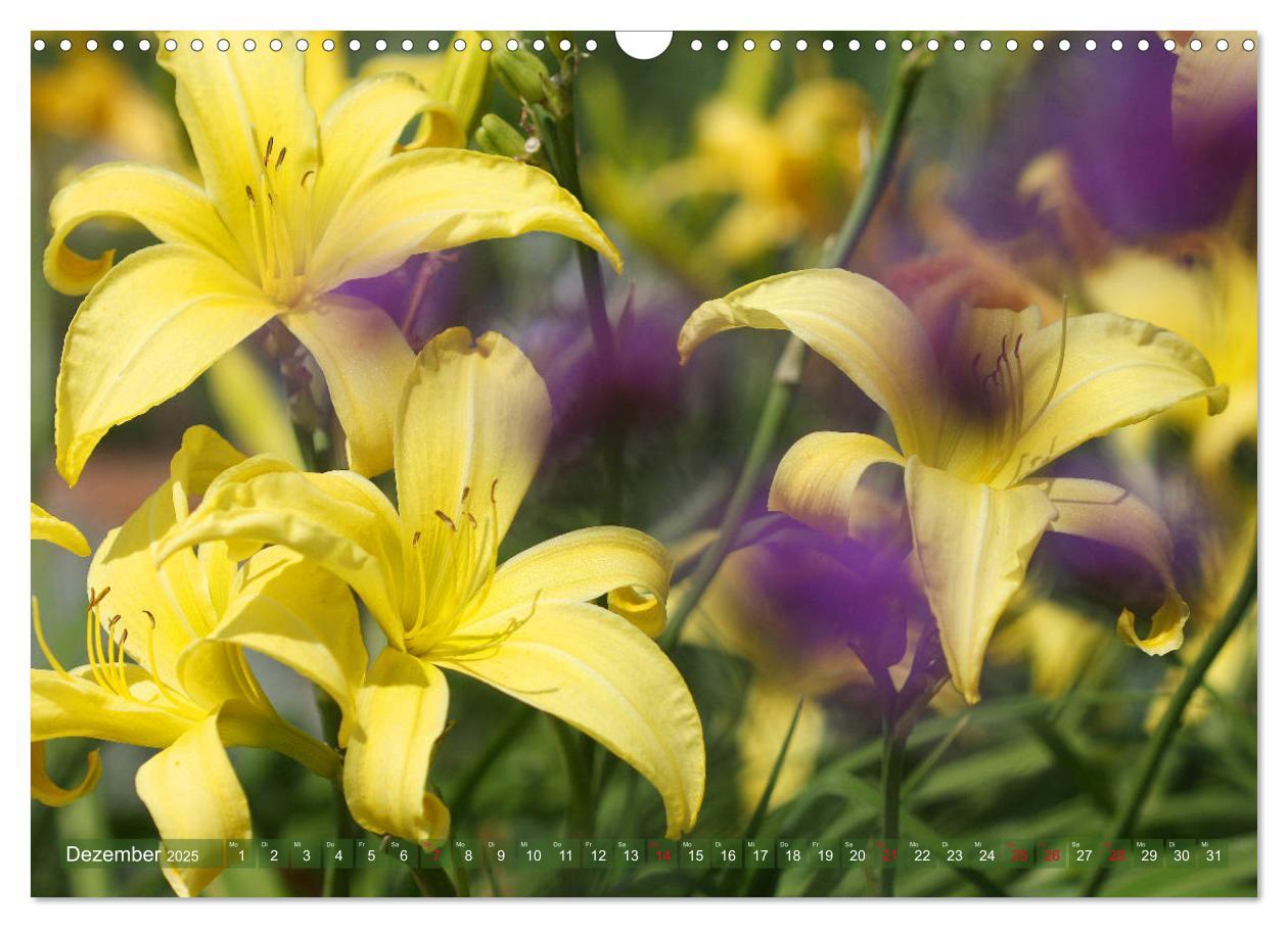 Bild: 9783435296583 | Taglilien im Garten (Wandkalender 2025 DIN A3 quer), CALVENDO...