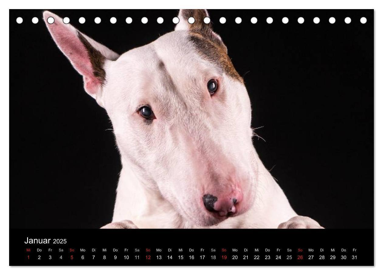 Bild: 9783435557431 | Bullterrier (Tischkalender 2025 DIN A5 quer), CALVENDO Monatskalender