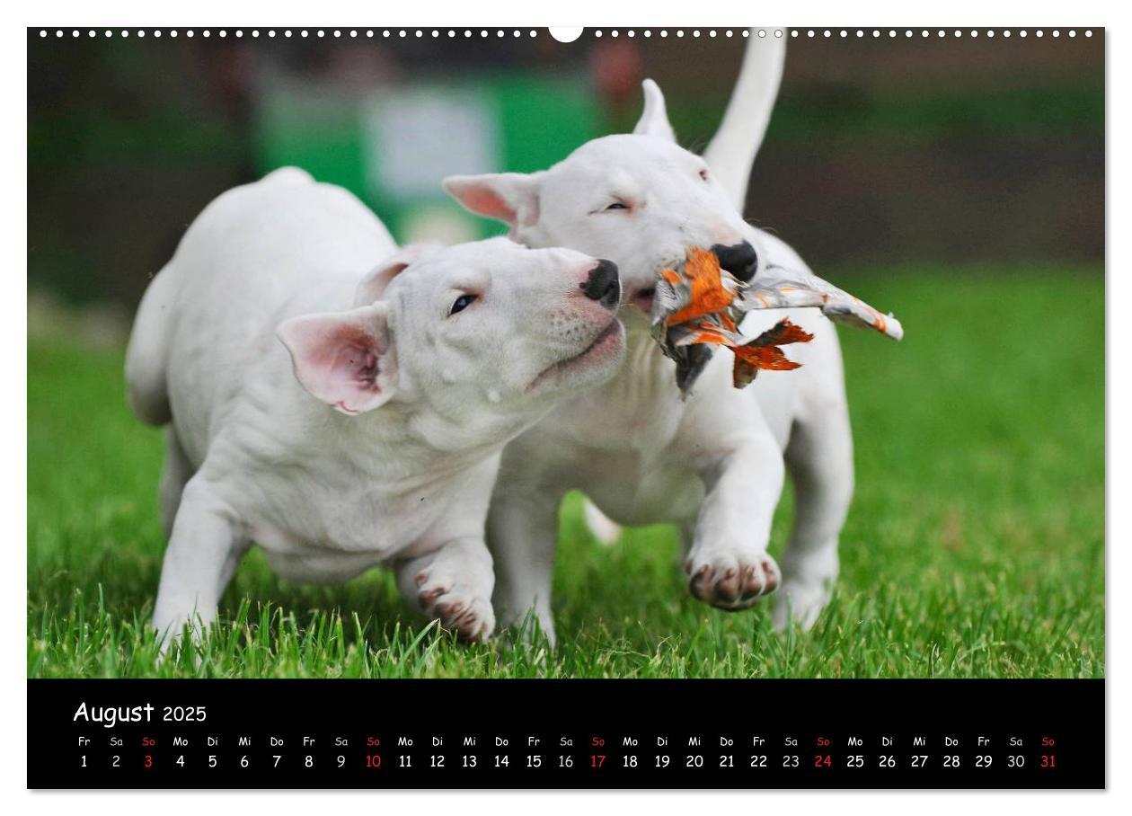 Bild: 9783435768127 | Bullterrier (Wandkalender 2025 DIN A2 quer), CALVENDO Monatskalender