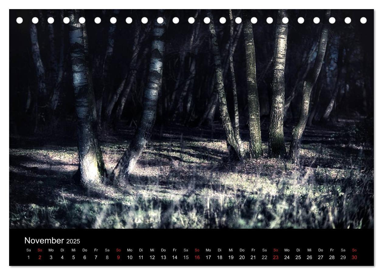 Bild: 9783435500307 | Mystische Wälder (Tischkalender 2025 DIN A5 quer), CALVENDO...