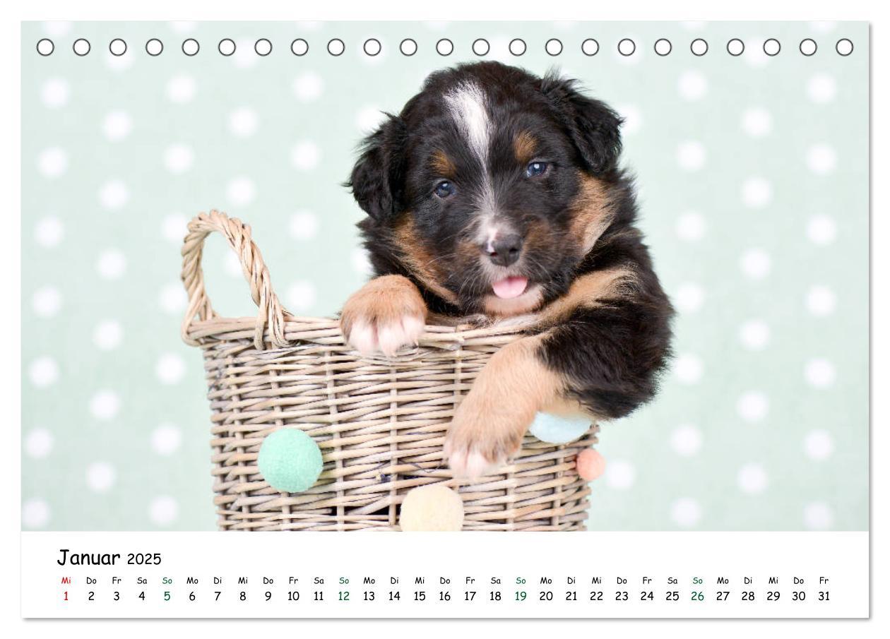 Bild: 9783435322923 | Baby Pfoten (Tischkalender 2025 DIN A5 quer), CALVENDO Monatskalender