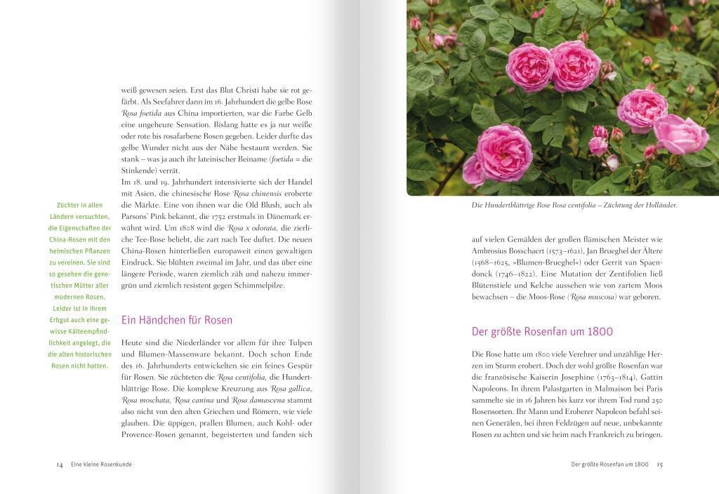 Bild: 9783863743499 | Rosenmedizin. So sanft heilt die Königin der Blumen | Taschenbuch