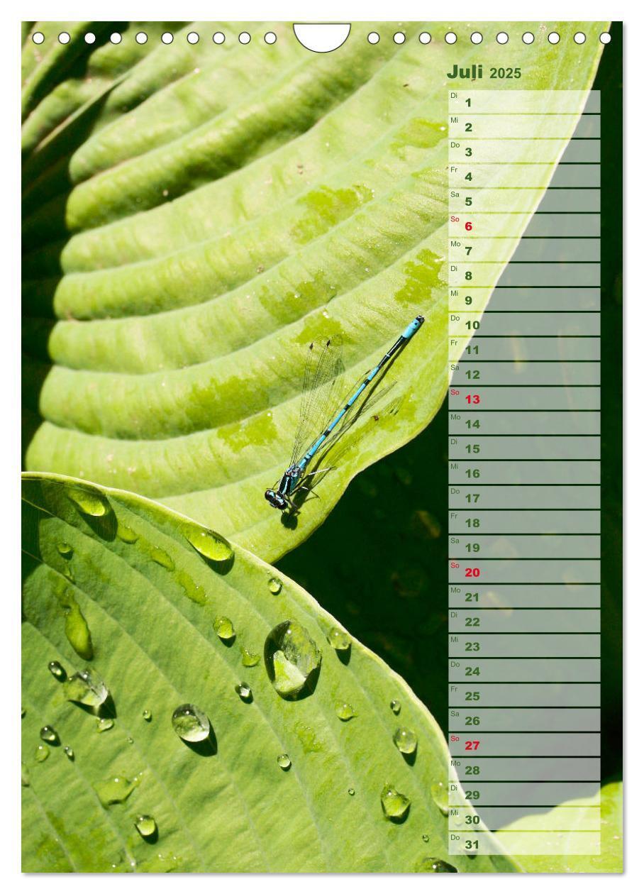 Bild: 9783435974887 | Hostas Herzblattlilien Funkien (Wandkalender 2025 DIN A4 hoch),...