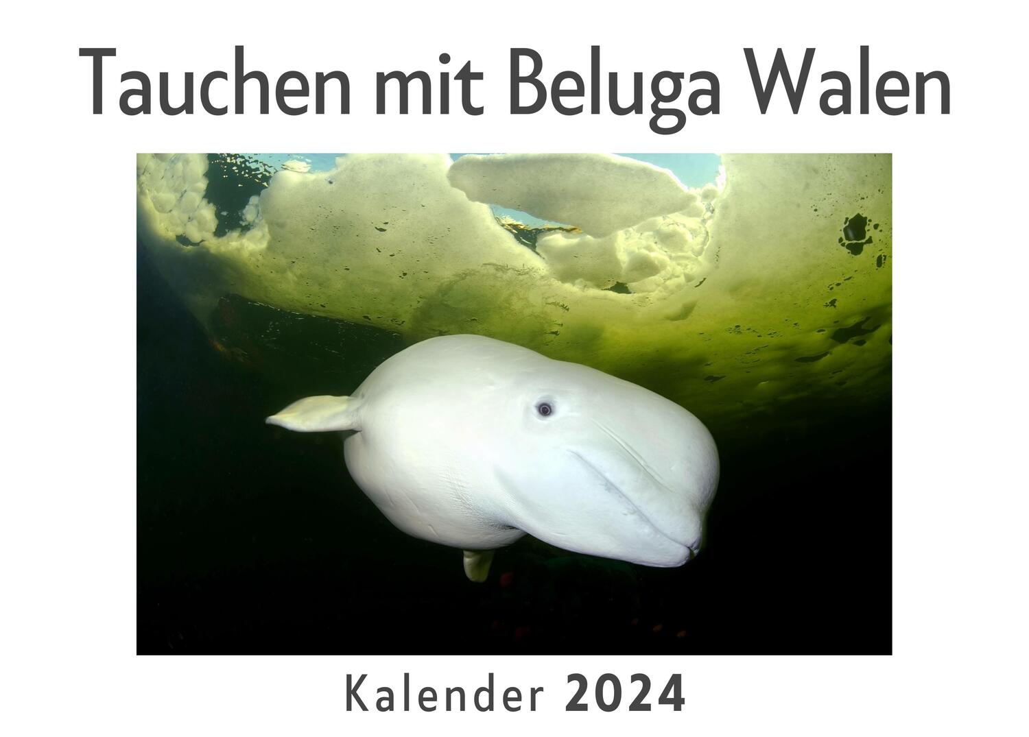 Cover: 9783750554245 | Tauchen mit Beluga Walen (Wandkalender 2024, Kalender DIN A4 quer,...