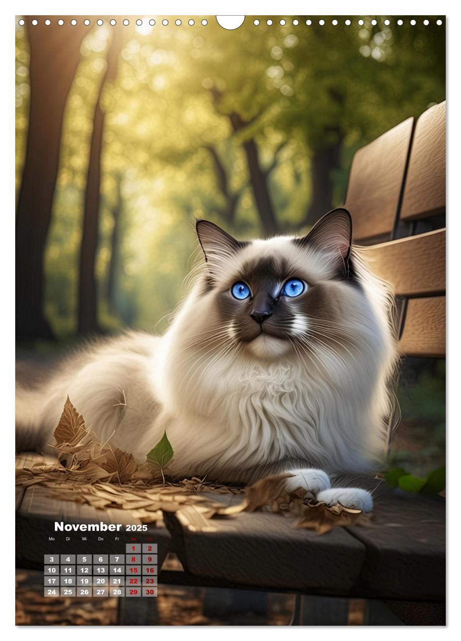 Bild: 9783383833311 | Pfotenabenteuer - Ragdolls in der Natur (Wandkalender 2025 DIN A3...