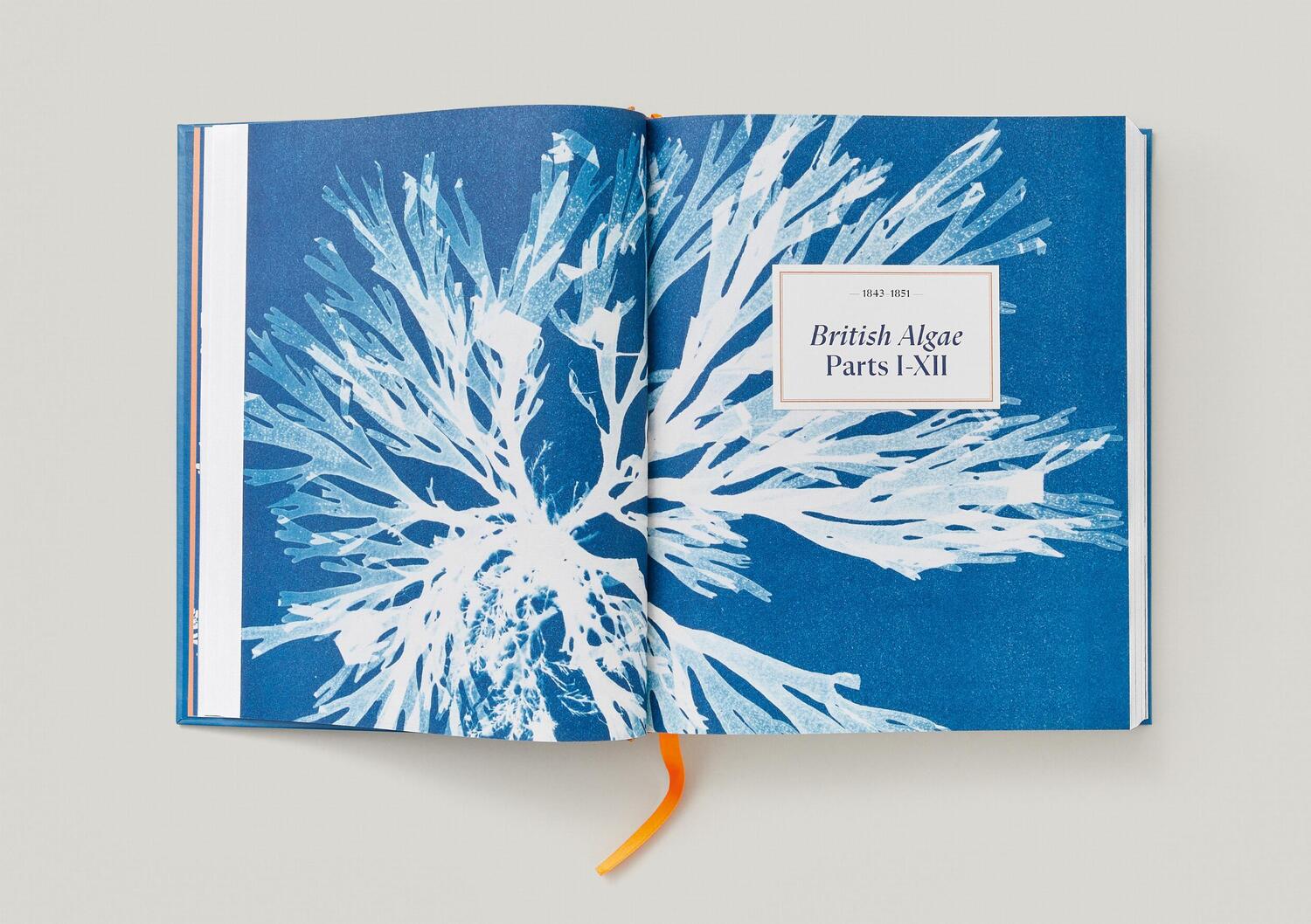 Bild: 9783836596039 | Anna Atkins. Cyanotypes | Peter Walther | Buch | Schuber | 660 S.