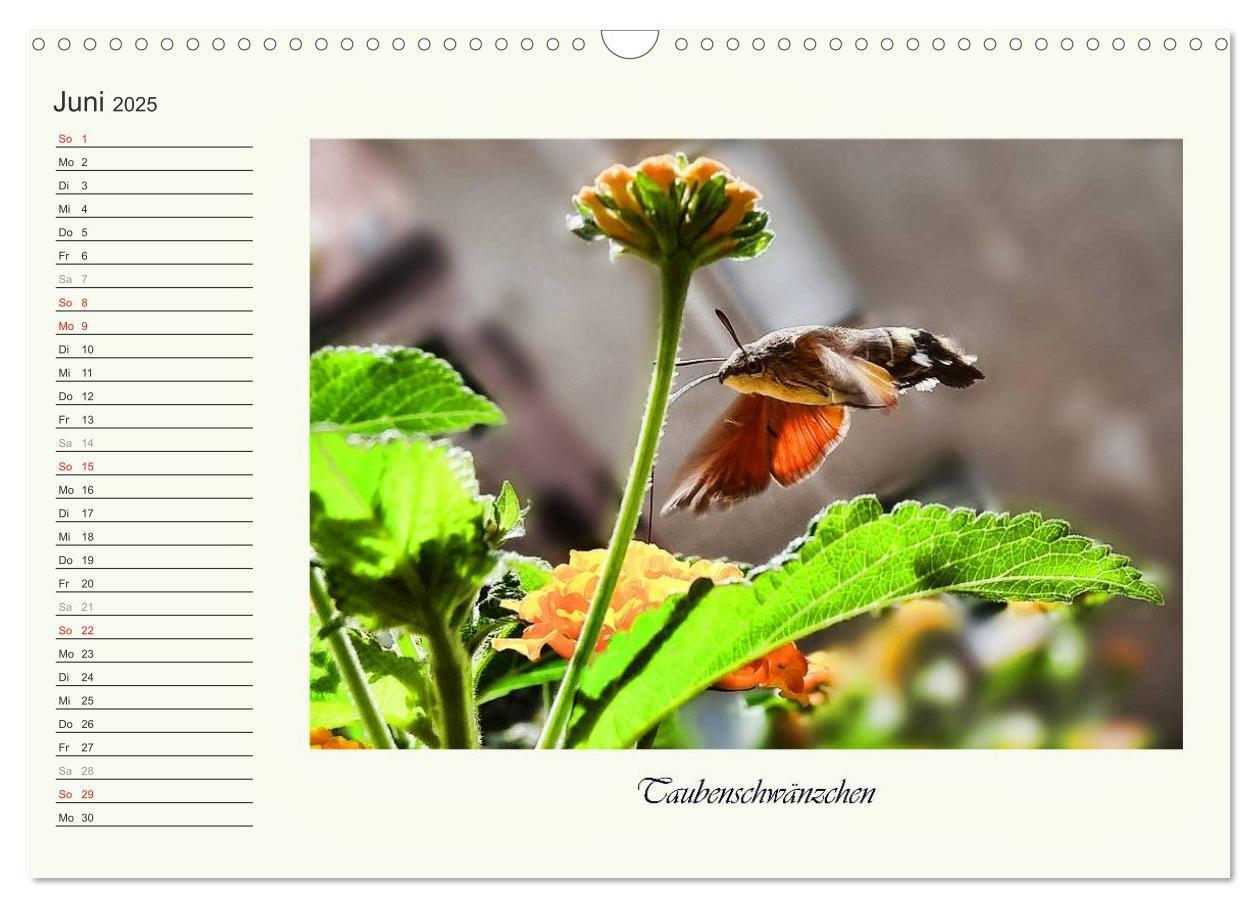 Bild: 9783435521821 | Blaue Holzbiene ¿ Hummel ¿ und Taubenschwänzchen. (Wandkalender...