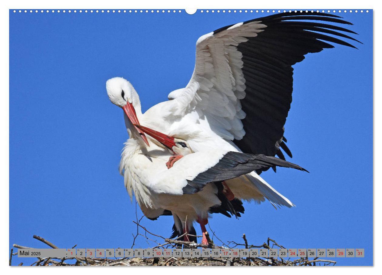 Bild: 9783435144945 | Zu Gast bei Familie Storch (Wandkalender 2025 DIN A2 quer),...