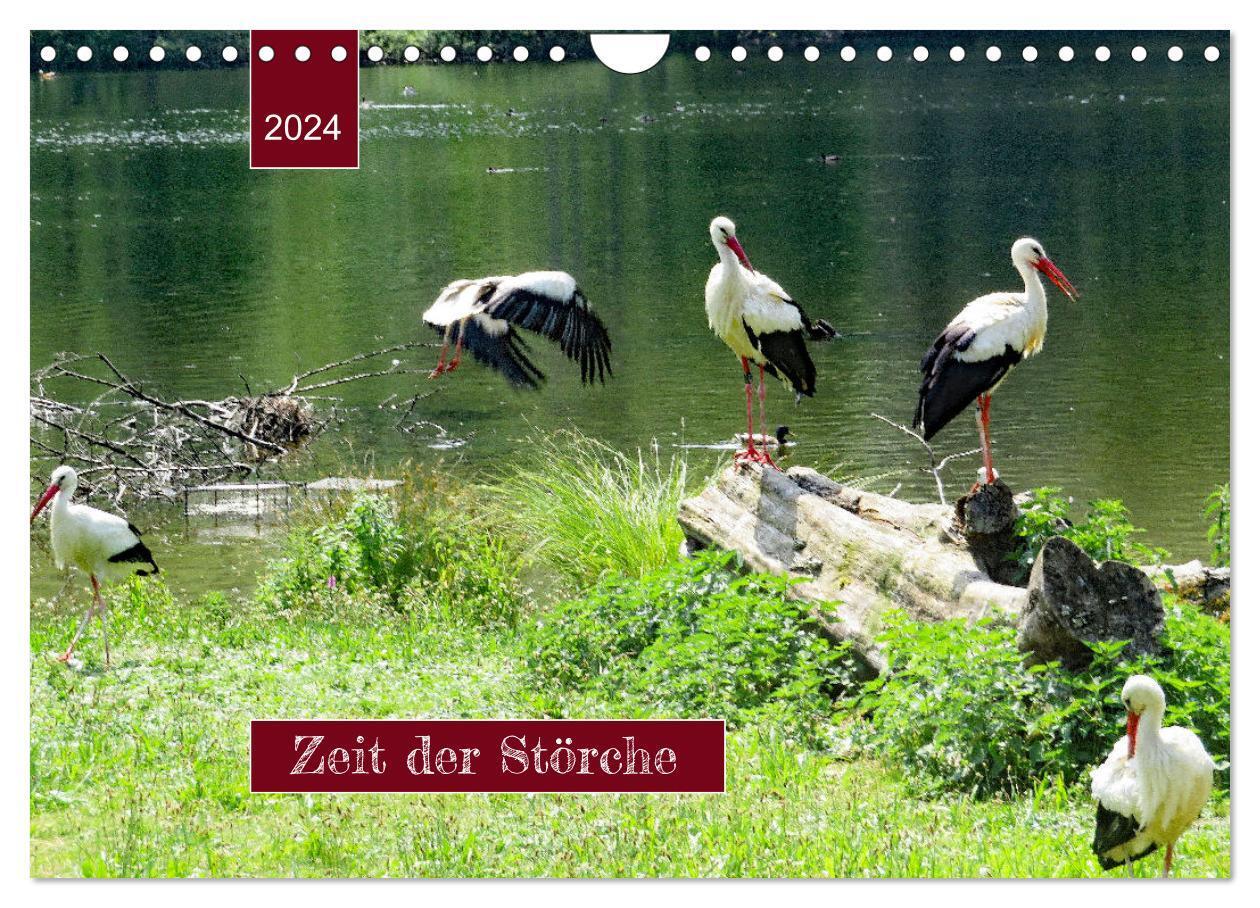 Cover: 9783675712461 | Zeit der Störche (Wandkalender 2024 DIN A4 quer), CALVENDO...