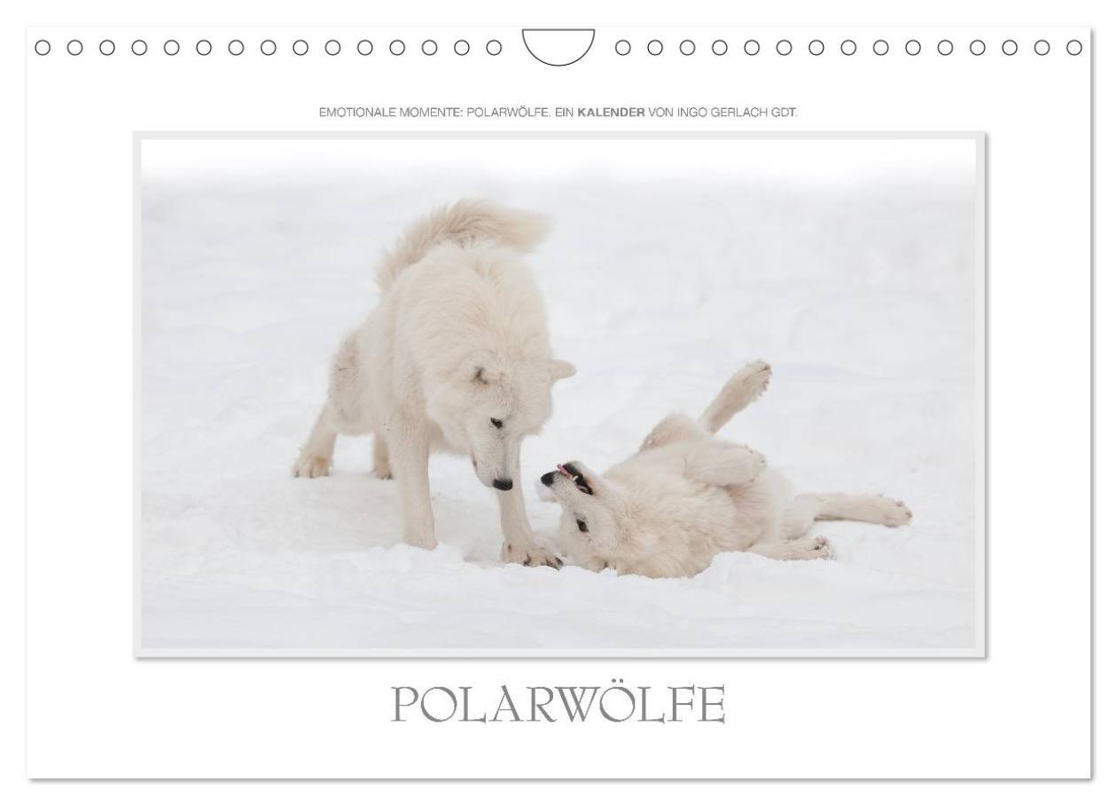 Cover: 9783435735648 | Emotionale Momente: Polarwölfe. / CH-Version (Wandkalender 2025 DIN...