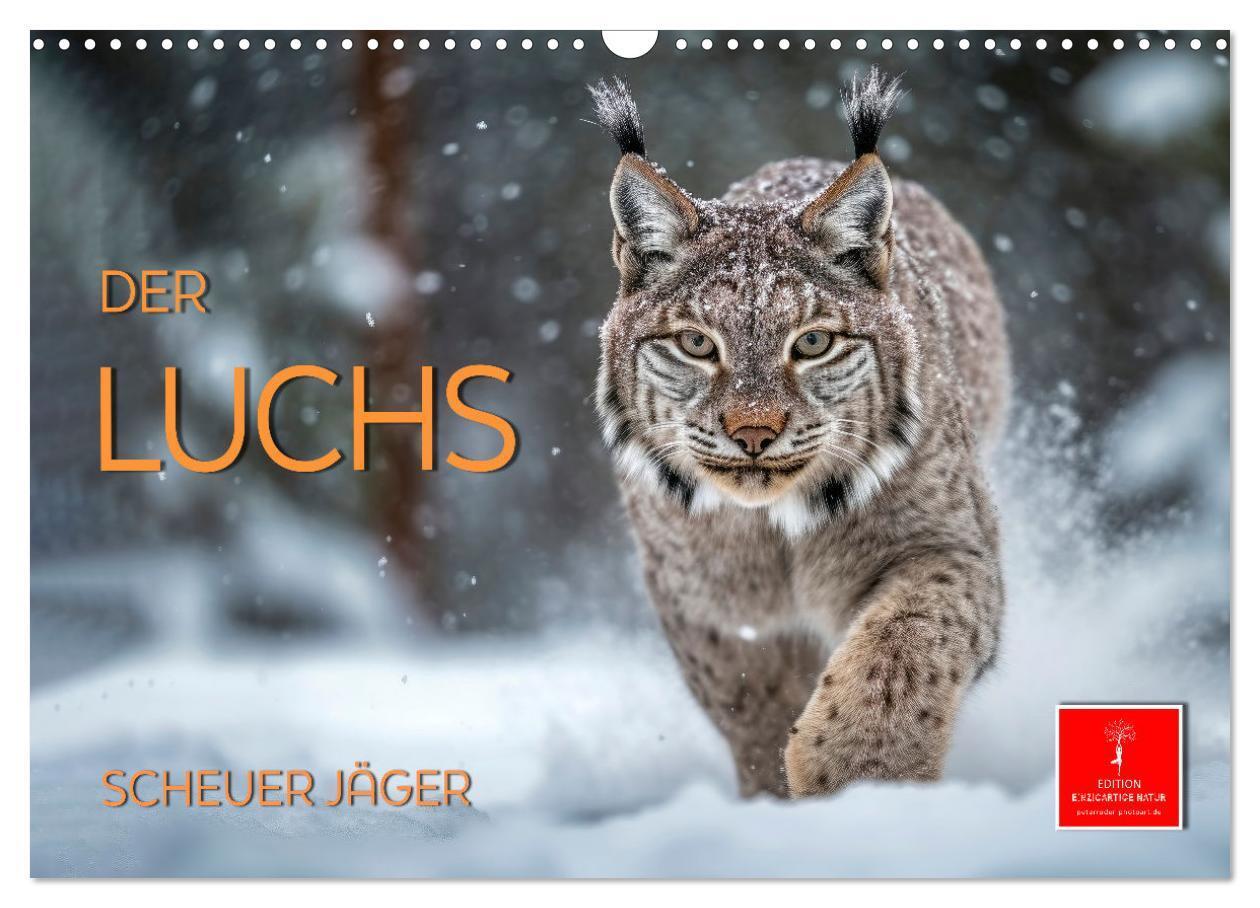 Cover: 9783383638909 | Der Luchs - scheuer Jäger (Wandkalender 2024 DIN A3 quer), CALVENDO...