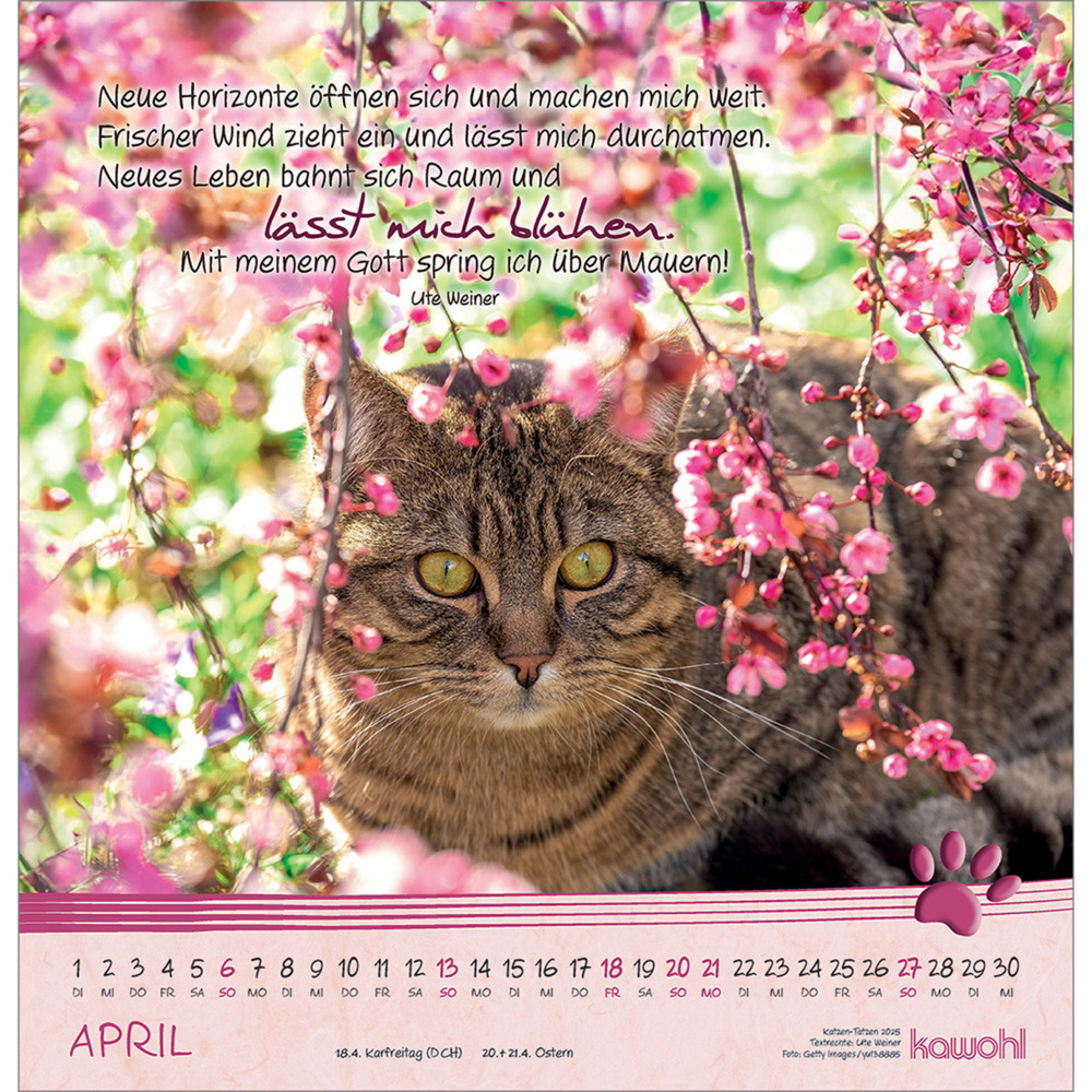 Bild: 9783754829851 | Kleine Katzen-Tatzen 2025 | Kalender | Spiralbindung. Spiralbindung