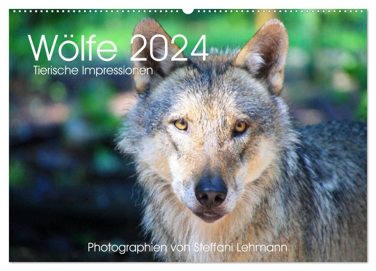 Cover: 9783383231544 | Wölfe 2024. Tierische Impressionen (Wandkalender 2024 DIN A2 quer),...