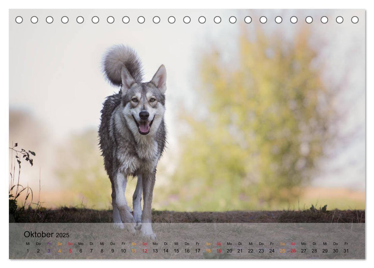 Bild: 9783435410262 | Wolfshunde 2025 (Tischkalender 2025 DIN A5 quer), CALVENDO...