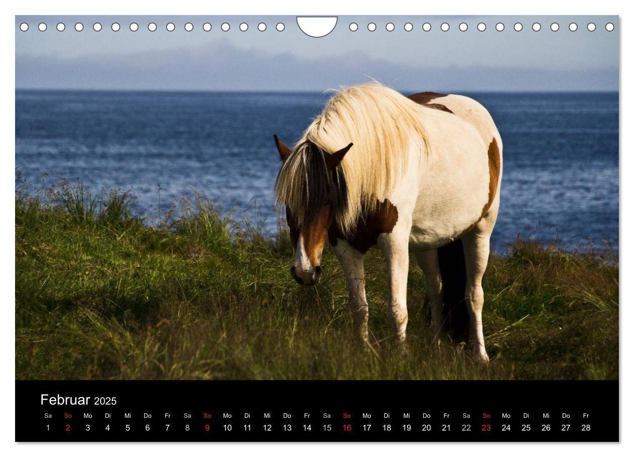 Bild: 9783435831739 | Islandpferde (Wandkalender 2025 DIN A4 quer), CALVENDO Monatskalender