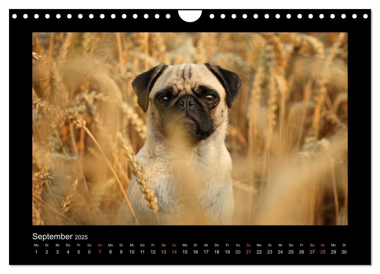 Bild: 9783435645725 | Der Feldfurchen-Mops (Wandkalender 2025 DIN A4 quer), CALVENDO...