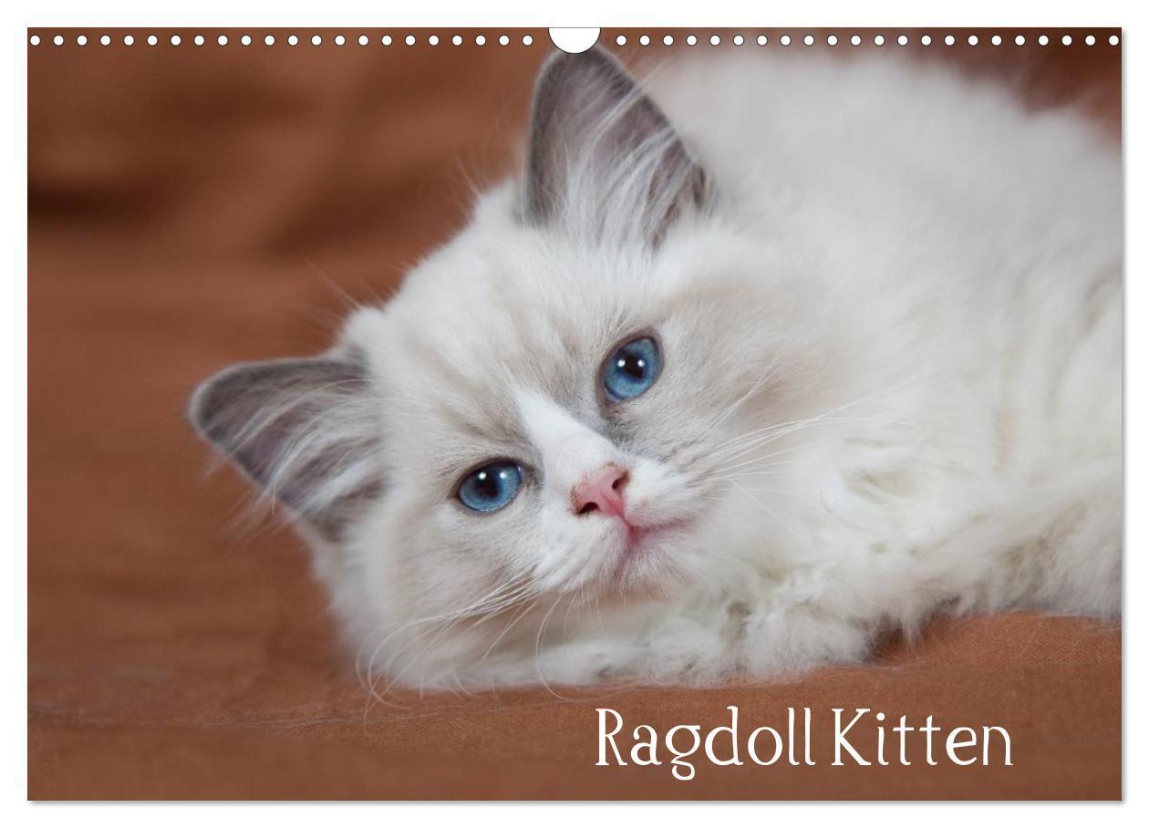 Cover: 9783435756094 | Ragdoll Kitten (Wandkalender 2025 DIN A3 quer), CALVENDO...