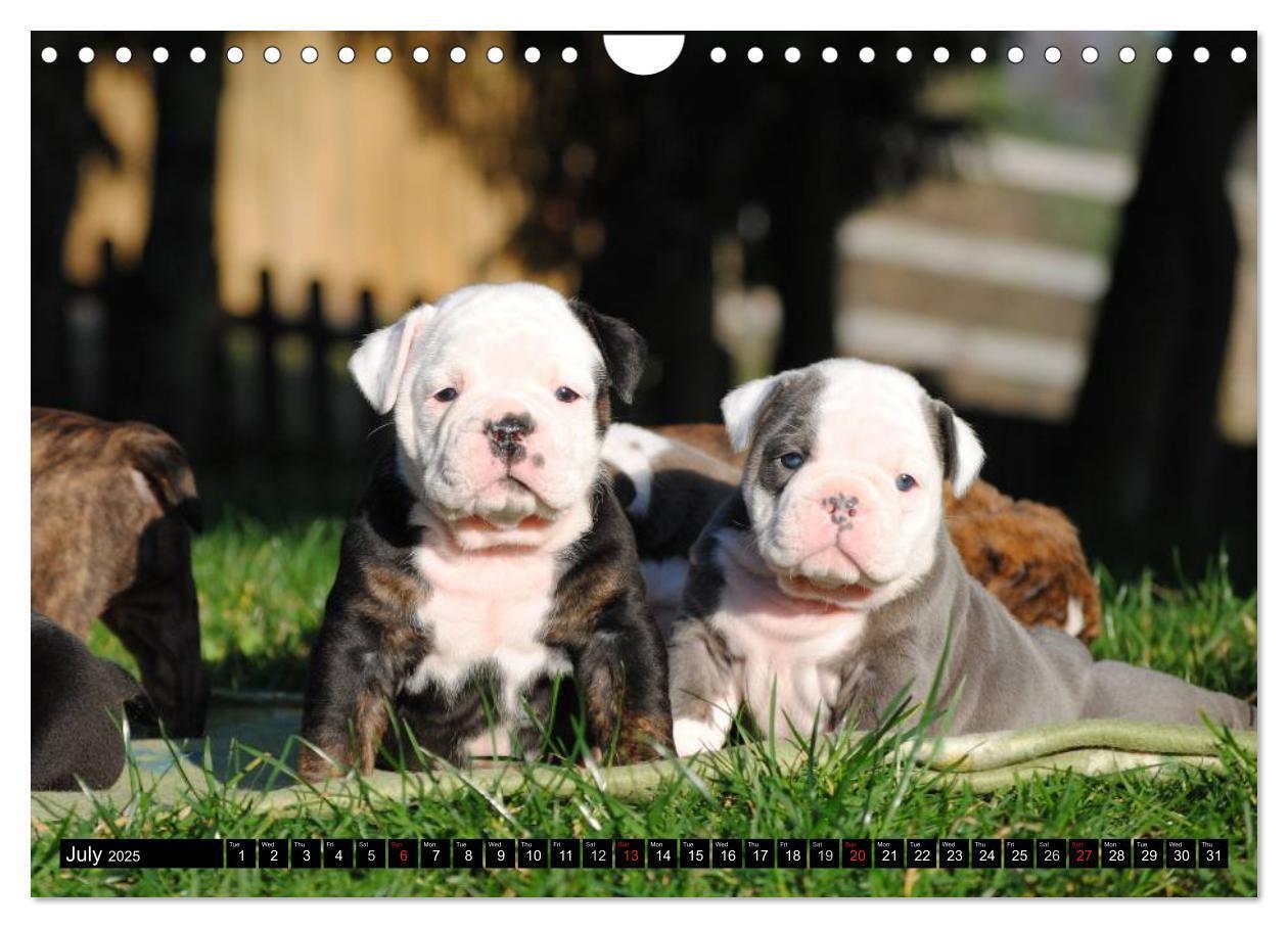 Bild: 9781325965977 | Bulldogs - Old English Bulldog Puppies (Wall Calendar 2025 DIN A4...