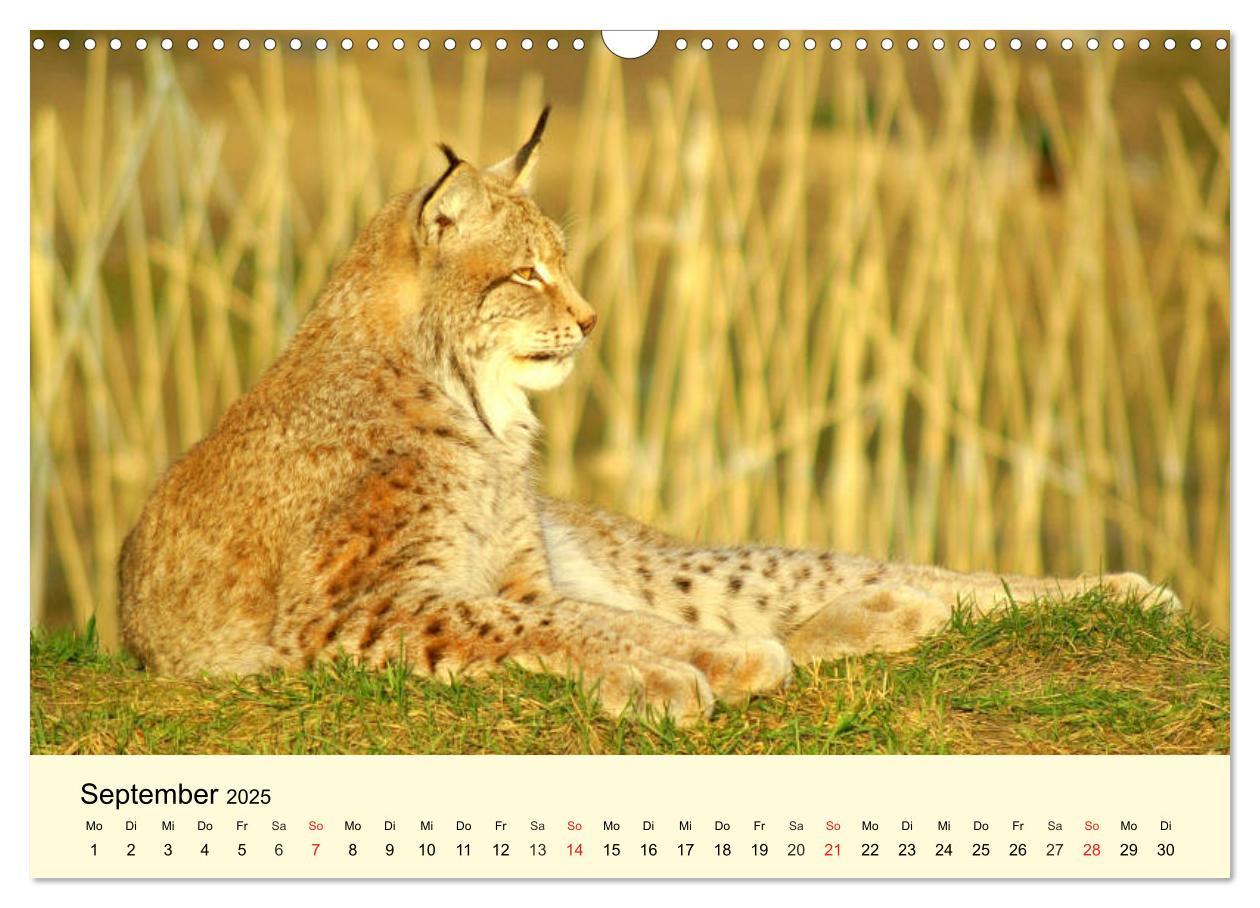 Bild: 9783435176168 | Scheue Wildtiere in heimischen Wäldern und Bergen (Wandkalender...