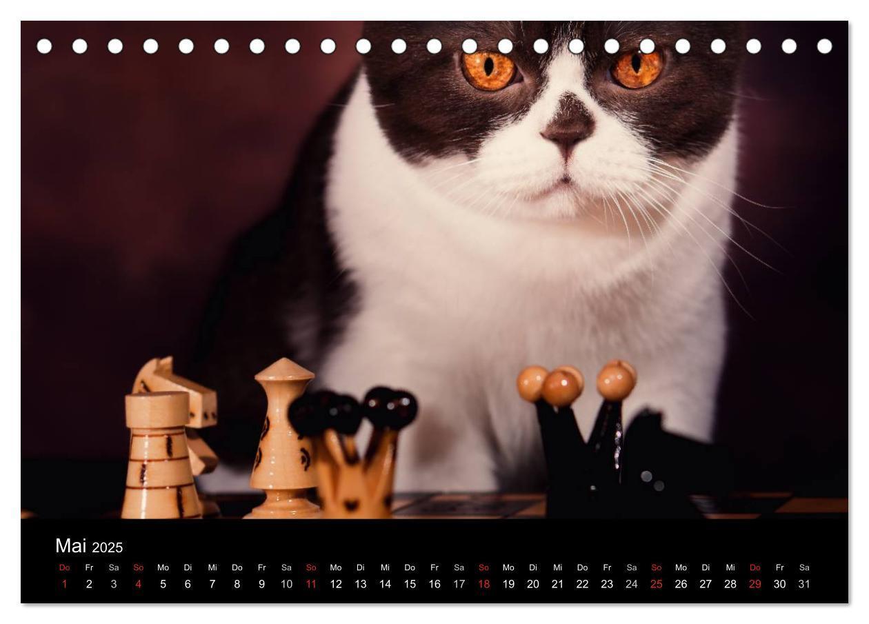 Bild: 9783435478453 | Schokoladige Britisch Kurzhaar Katzen (Tischkalender 2025 DIN A5...