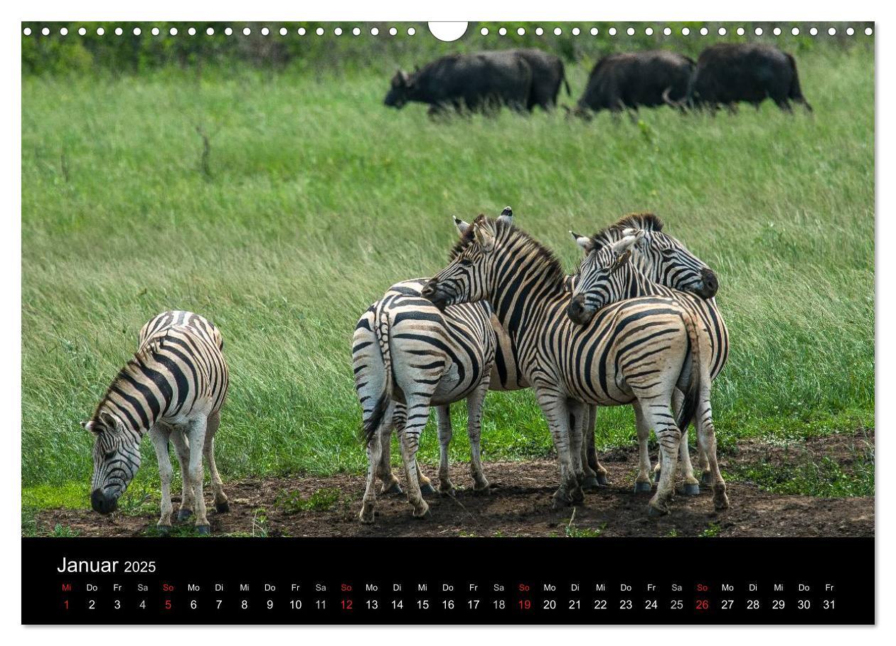 Bild: 9783435838714 | Südafrika (Wandkalender 2025 DIN A3 quer), CALVENDO Monatskalender