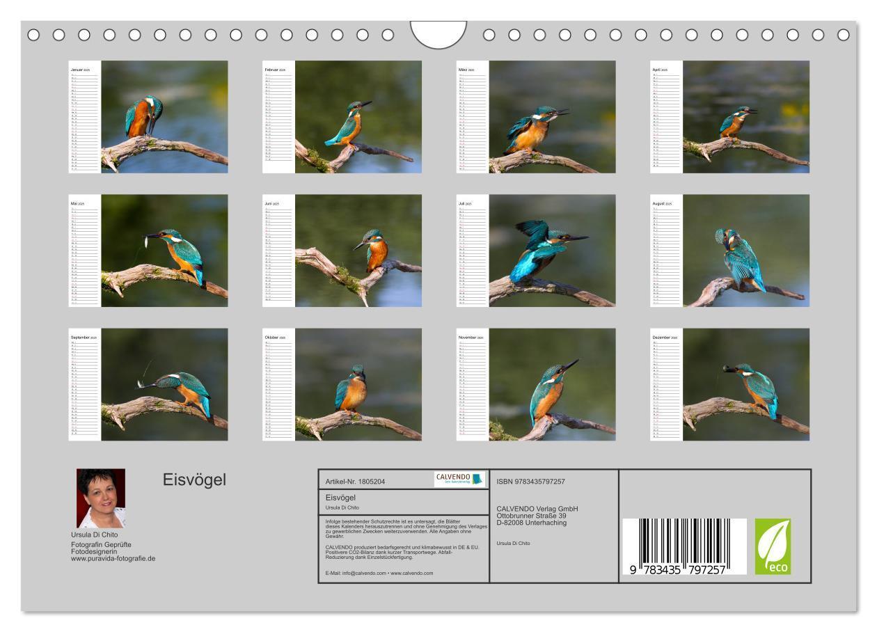 Bild: 9783435797257 | Eisvögel (Wandkalender 2025 DIN A4 quer), CALVENDO Monatskalender