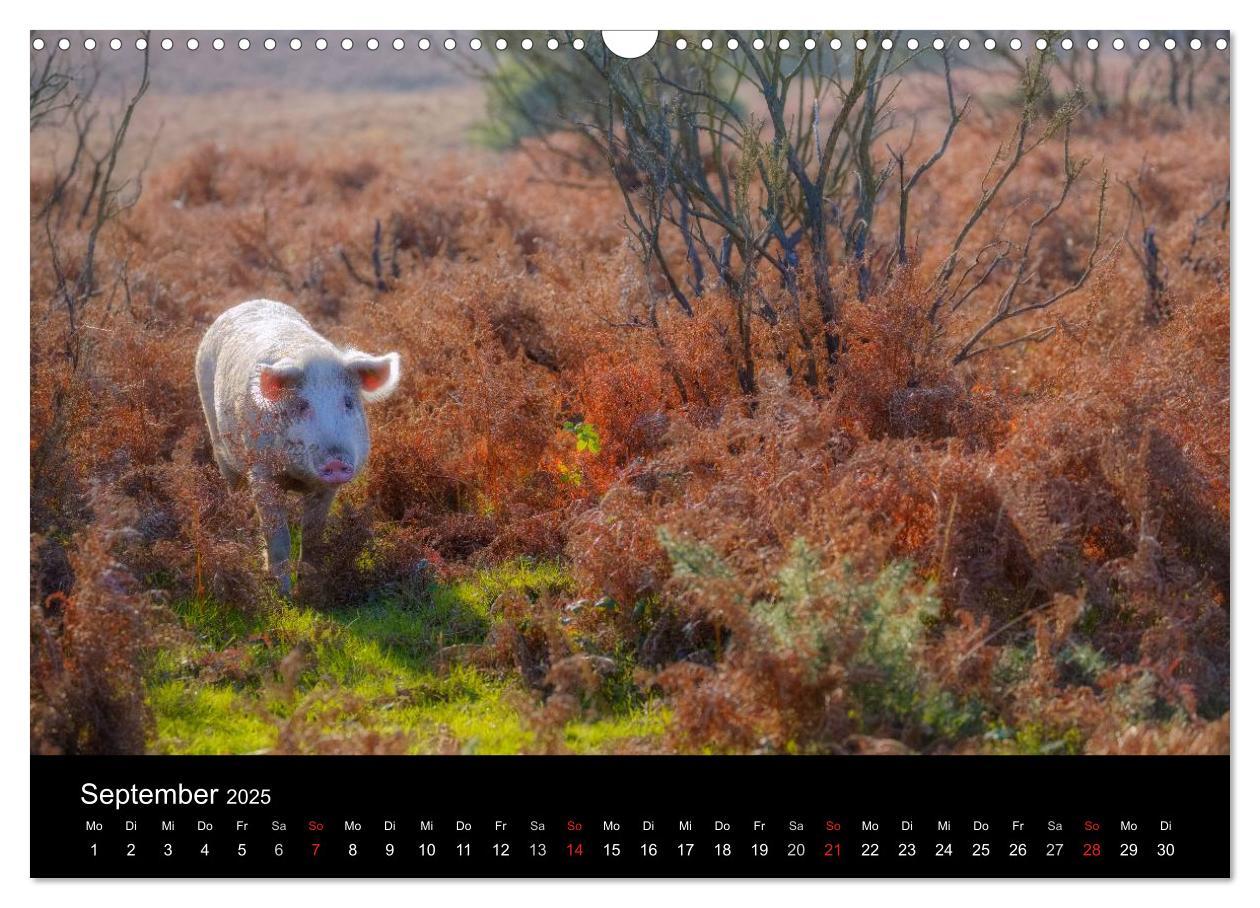 Bild: 9783435475964 | New Forest - England (Wandkalender 2025 DIN A3 quer), CALVENDO...