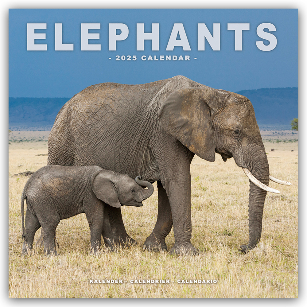 Cover: 9781804604328 | Elephants - Elefanten 2025 - 16-Monatskalender | Ltd | Kalender | 2025