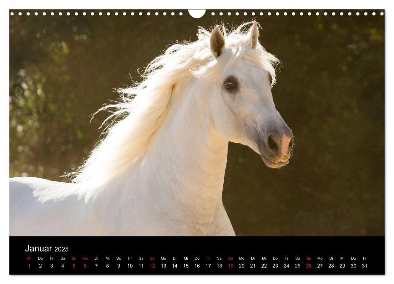 Bild: 9783435637904 | Spaniens stolze Pferde (Wandkalender 2025 DIN A3 quer), CALVENDO...