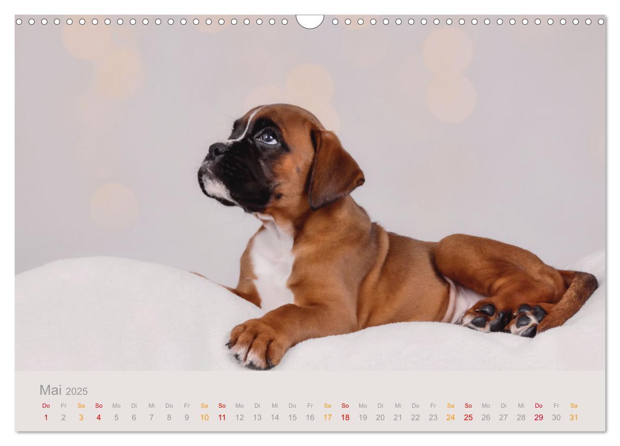 Bild: 9783457226131 | Boxer Welpen einfach zuckersüß (Wandkalender 2025 DIN A3 quer),...