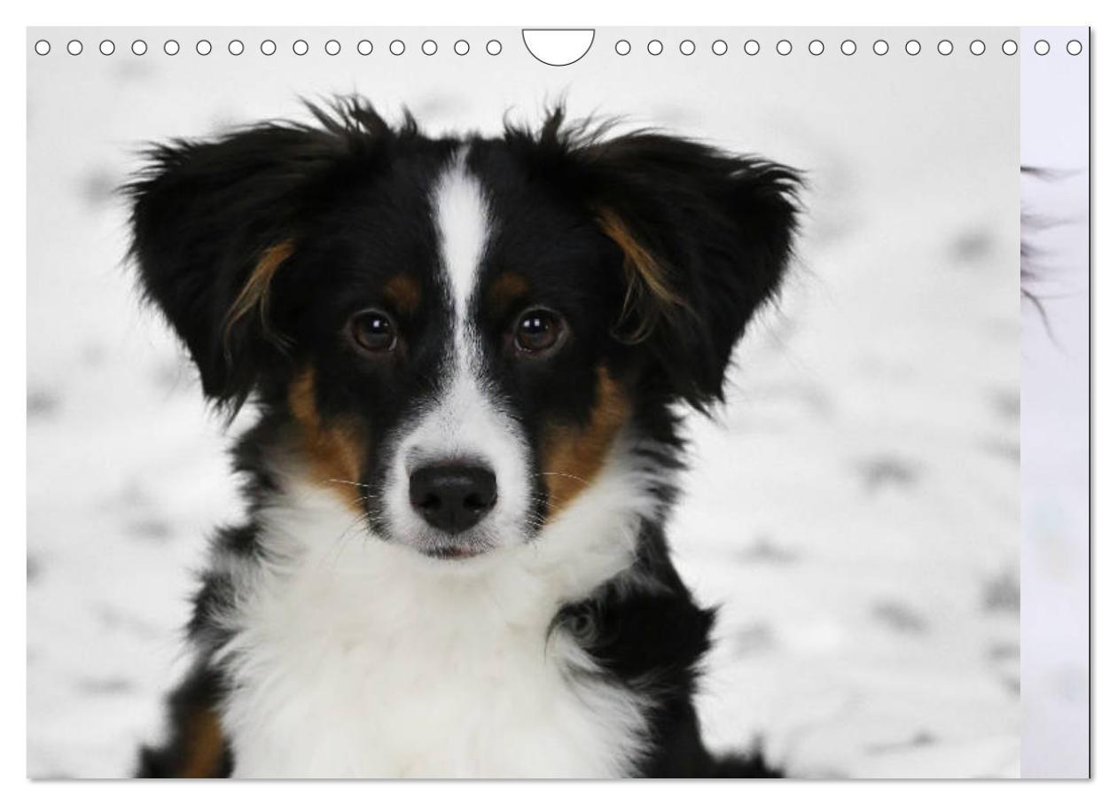 Bild: 9783435187249 | Australian Shepherd Tri Color (Wandkalender 2025 DIN A4 quer),...