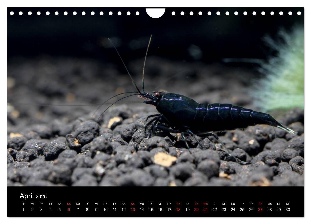 Bild: 9783435562060 | Zwerggarnelen - gepanzerte Juwelen im Aquarium (Wandkalender 2025...