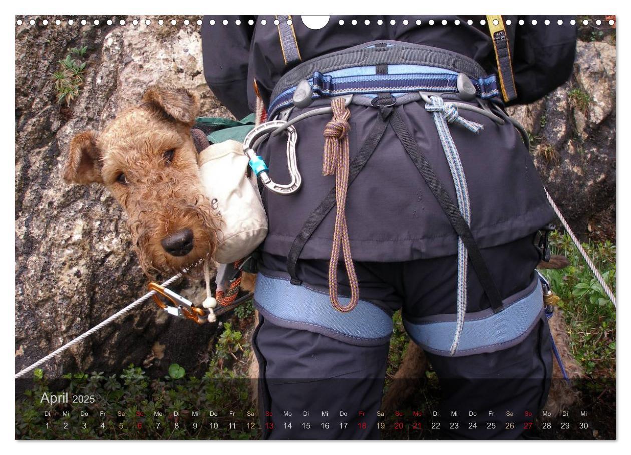 Bild: 9783435559176 | Der Bergdale - mit Hund im Hochgebirge (Wandkalender 2025 DIN A3...