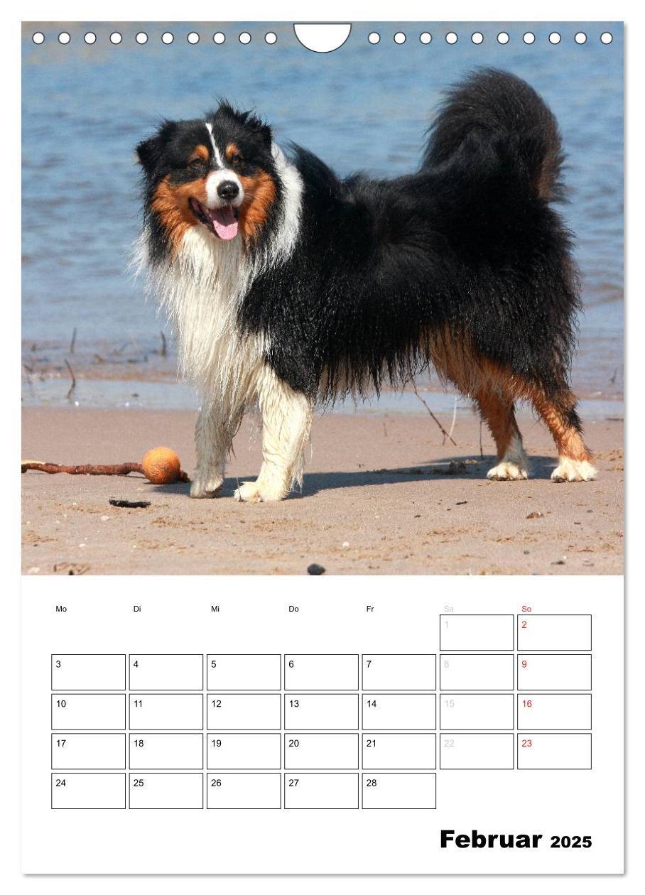 Bild: 9783457080658 | Australian Shepherd (Wandkalender 2025 DIN A4 hoch), CALVENDO...