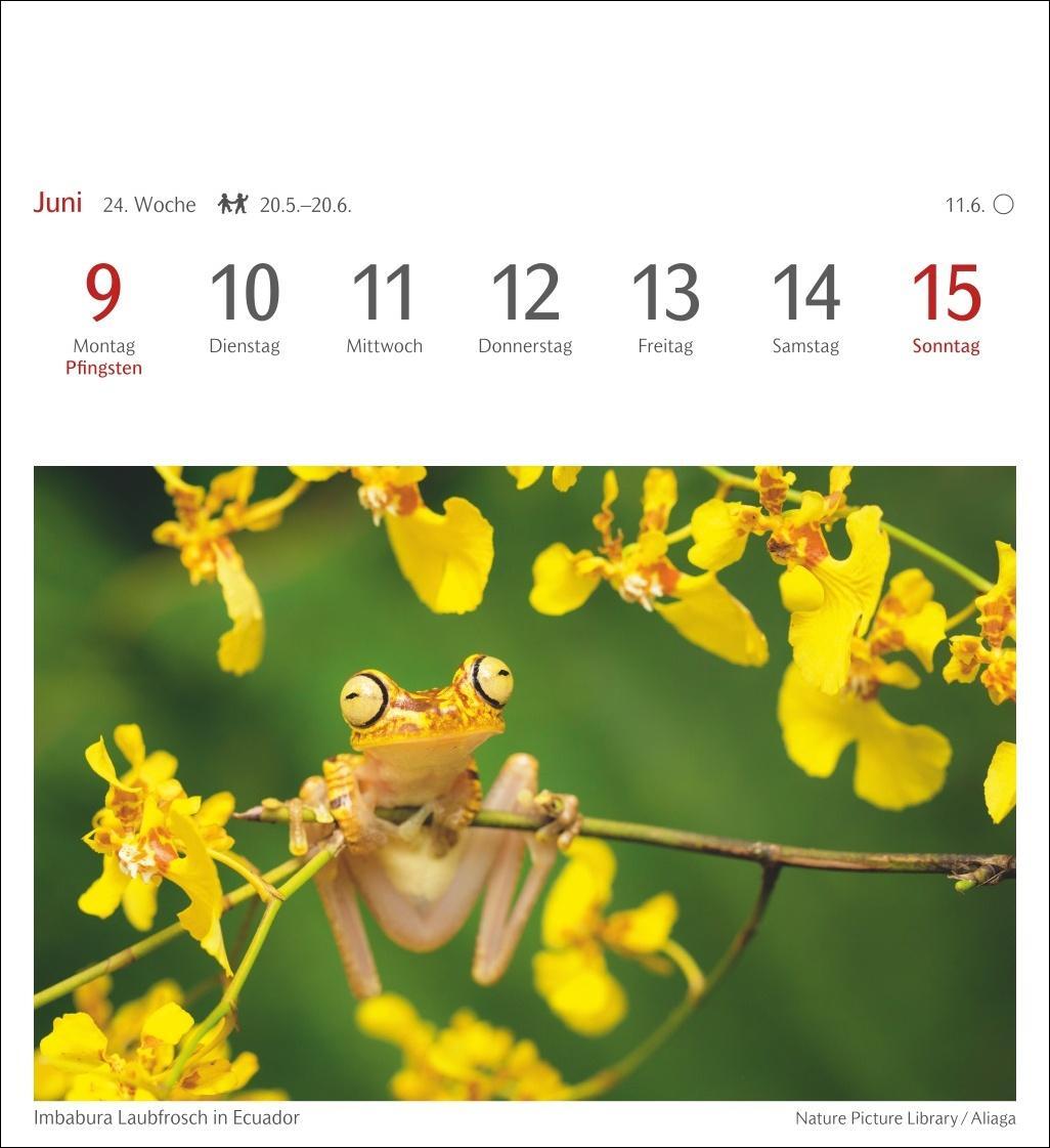 Bild: 9783840034268 | Farben der Natur Postkartenkalender 2025 - Wochenkalender mit 53...