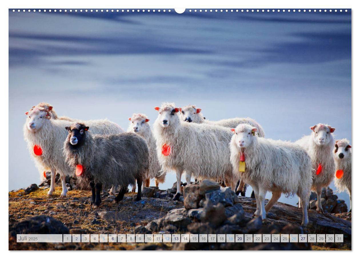 Bild: 9783435184422 | Schafe - Raues Wetter, weiche Wolle (Wandkalender 2025 DIN A2...