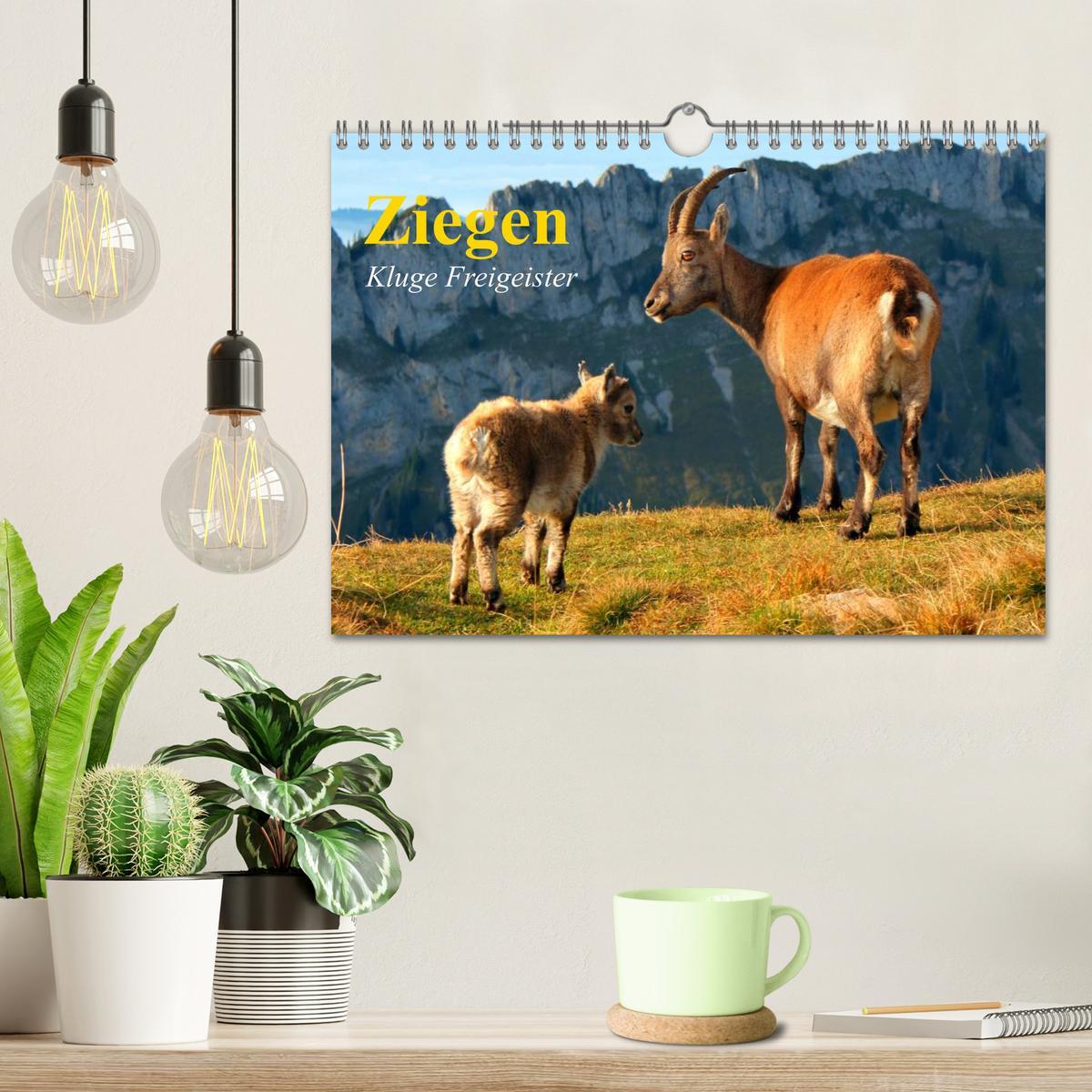 Bild: 9783435601271 | Ziegen. Kluge Freigeister (Wandkalender 2025 DIN A4 quer), CALVENDO...