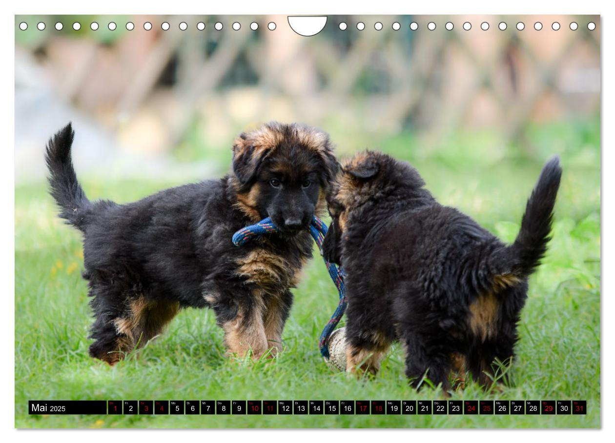 Bild: 9783383860904 | Langstockhaar - Schäferhund - Babys (Wandkalender 2025 DIN A4...