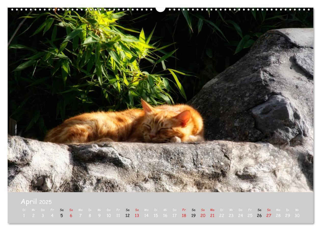 Bild: 9783435787333 | Katzen des Südens (Wandkalender 2025 DIN A2 quer), CALVENDO...