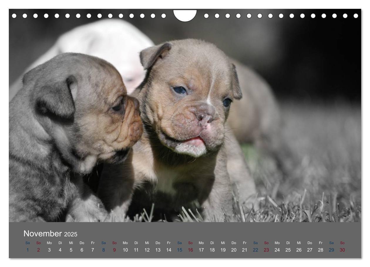 Bild: 9783435761524 | Bulldoggen-Zwerge (Wandkalender 2025 DIN A4 quer), CALVENDO...